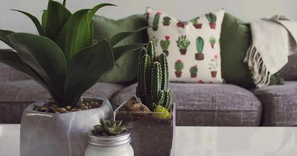 10 Best Indoor Plants for Fresher Air